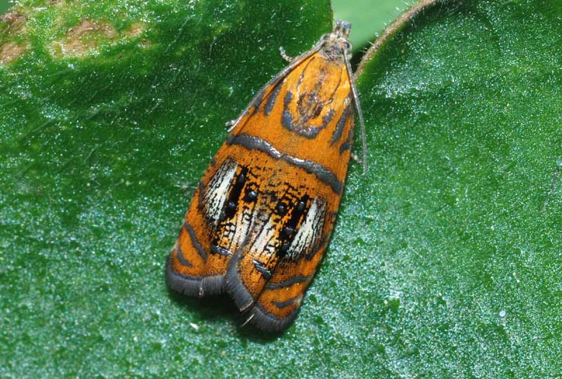 Bel Tortricidae - Olethreutes arcuella